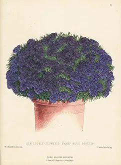 Pumila Prints: New double-flowered dwarf blue Lobelia in plant pot