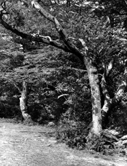 The New Forest