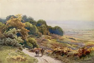 New Forest / Burley Moor