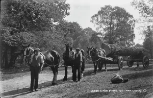A New Forest Log Team