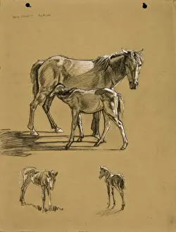 New Forest Ponies