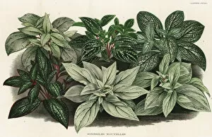 Comtesse Collection: New hybrid Sonerila foliage plants