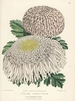 Chrysanthemum Prints: New Japanese chrysanthemum cultivars