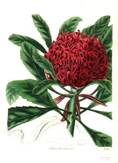 Maund Collection: New South Wales waratah or most showy telopea