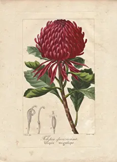 New South Wales waratah, Telopea speciosissima
