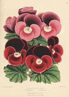 Reeve Prints: New varieies of Pelargoniums