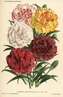 Jules Prints: New varieties of carnations, Dianthus caryophyllus