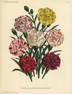 Florist Gallery: New varieties of florists carnations, Dianthus caryophyllus