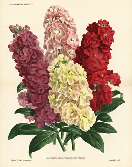 Nouvelles Prints: New varieties of hoary stock, Matthiola incana