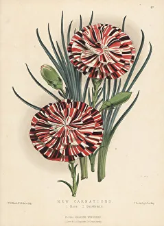 Guardsman Prints: New varieties of scarlet bizarre carnations