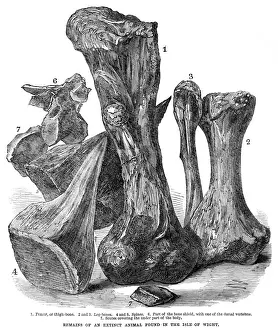 Owen Prints: A new Wealden dragon - remains of an extinct animal