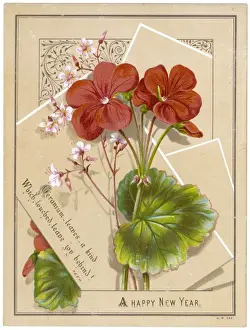 C1880 Prints: New Year Geraniums C1880