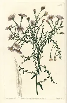 Aster Prints: New York aster, Symphyotrichum dumosum