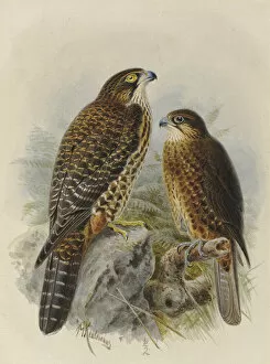 Jg Keulemans Collection: New Zealand Falcon Karearea (adult & young)