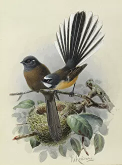 Passeriformes Collection: New Zealand Fantail (Melanistic var. on left)