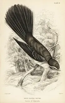 Ornithology Prints: New Zealand fantail, Rhipidura fuliginosa