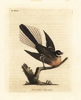 New Zealand fantail, Rhipidura fuliginosa