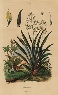Hemp Prints: New Zealand flax or harakeke, Phormium tenax