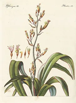 Carl Bertuch Prints: New Zealand flax or harakeke, Phormium tenax