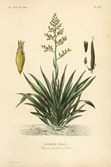 Oudet Gallery: New Zealand flax or harekeke, Phormium tenax
