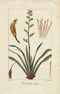 Botanicalillustration Prints: New Zealand flax, Phormium tenax