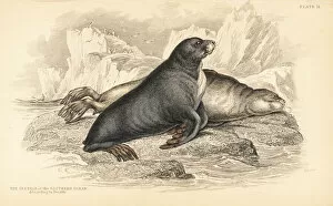 Amphibious Gallery: New Zealand fur seal, Arctocephalus forsteri