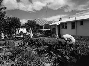 Images Dated 10th May 2011: New Zealand Back Garden