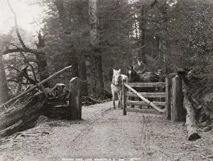 Enclosure Prints: New Zealand - Heavens Gate Lake Wakatipu, horse and cart