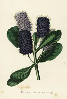 Veronica Prints: New Zealand hebe, Veronica speciosa