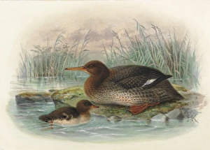 Images Dated 9th December 2011: New Zealand Merganser (young and adult)