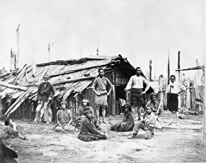 New Zealand Natives New Zealand Natives