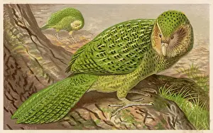 New Zealand Owl Parrot
