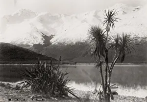 Woody Plant Prints: New Zealand - Pigeon Island, Wakatipu