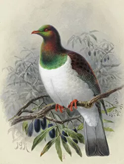 Watercolour Gallery: New Zealand Pigeon Kereru