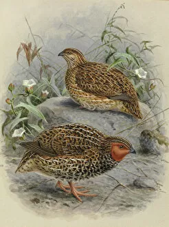 Jg Keulemans Collection: New Zealand Quail Koreke (male and female)