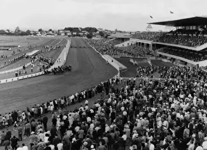 Auckland Prints: New Zealand Races