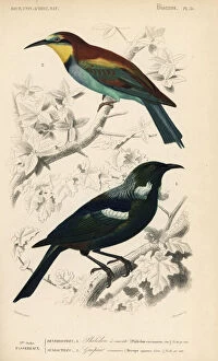 Universel Gallery: New Zealand tui bird, Prosthemadera novaeseelandiae
