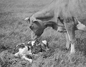 Instinct Prints: Newborn Calf