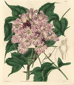 Jackson Prints: Newbouldia laevis