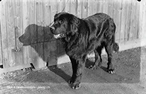 Loyal Prints: A Newfoundland Dog