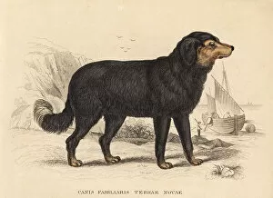 Newfoundland dog, Canis lupus familiaris