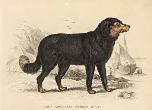 Canis Prints: Newfoundland dog, Canis lupus familiaris