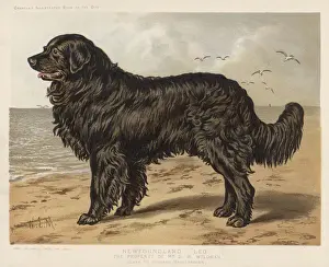 Newfoundland (Shaw)