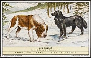 St Bernard Rescuing