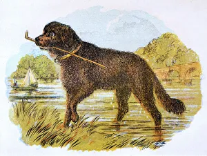 Images Dated 19th October 2016: Newfoundland with Stick