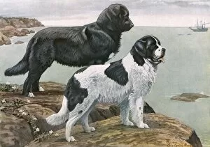 Hoping Gallery: Newfoundlands by Water