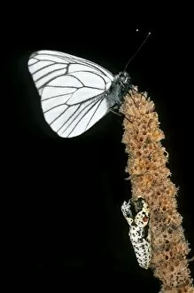 Chrysalis Collection: Newly emerged Black-veined White butterfly