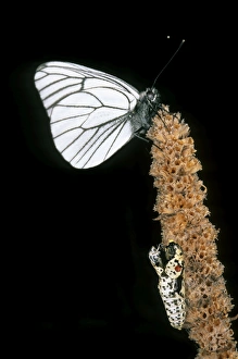 Aporia Gallery: Newly emerged Black-veined White butterfly