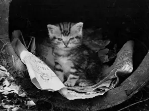 Discovers Prints: Newspaper Kitten