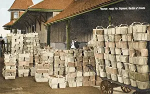 Niagara Peninsula - Peaches for export